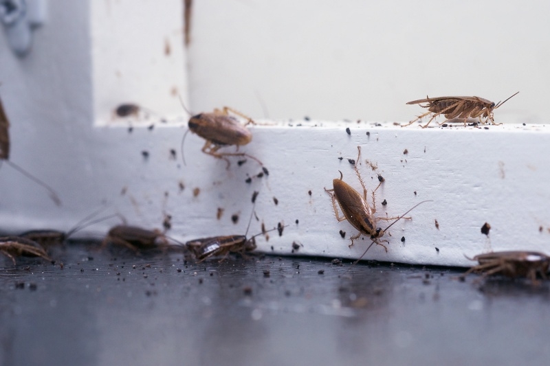 Pest Control and Pets: Keeping Your Furry Friends Safe