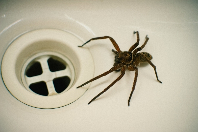 How to Prepare Your Home for a General Pest Control Visit