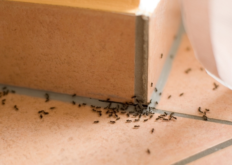 Innovative Pest Management Techniques for McKinney's Unique Climate