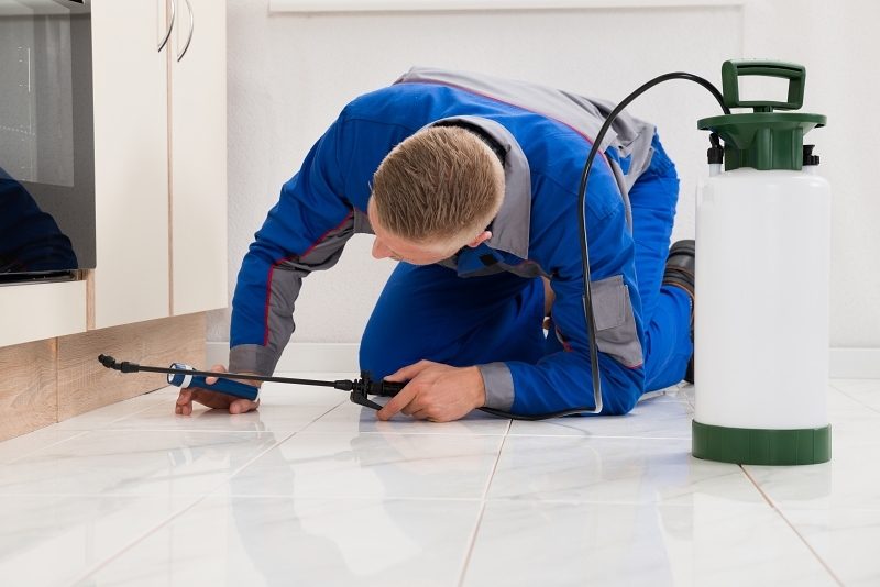 Effective Pest Control Strategy For Property Owners