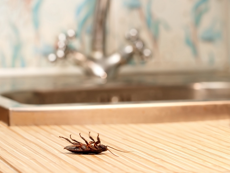 The Science Behind Effective Pest Control in McKinney