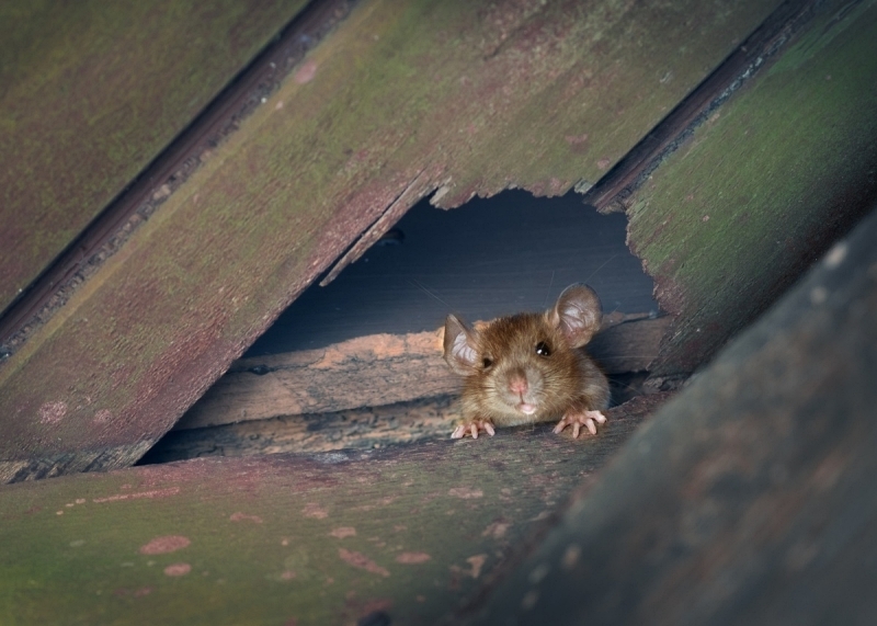 Integrated Pest Management: A Sustainable Approach to Pest Control