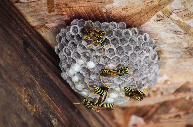 Customizing Your Pest Control Plan for Maximum Protection