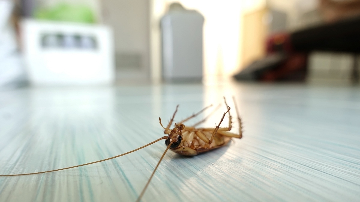 Expert Pest Control Solutions in McKinney, TX: Say Goodbye to Pests