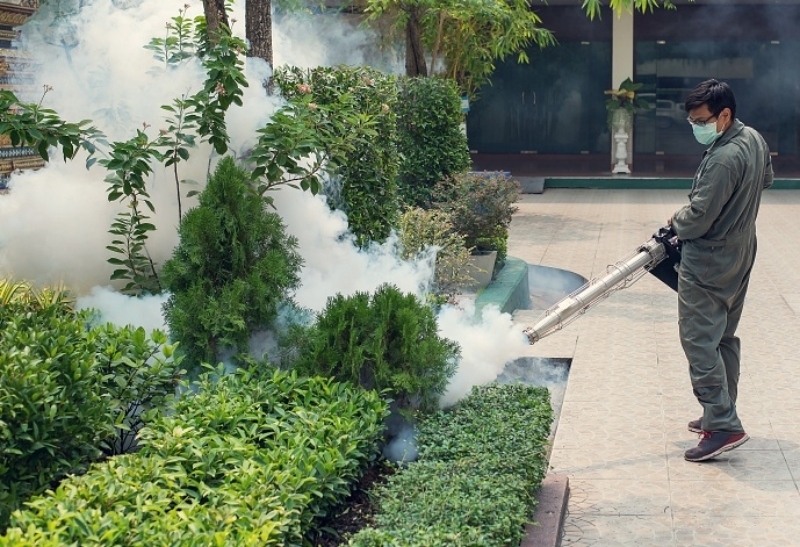 Understanding McKinney's Most Common Pests: Prevention & Control